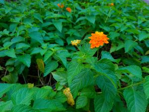 West Indian Lantana Orange 16