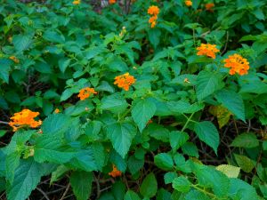 West Indian Lantana Orange 17