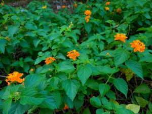 West Indian Lantana Orange 18