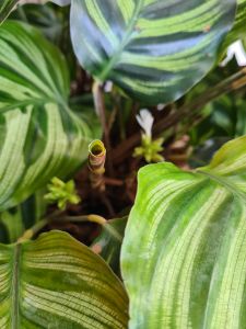 Peacock Plant Calathea Makoyana 3