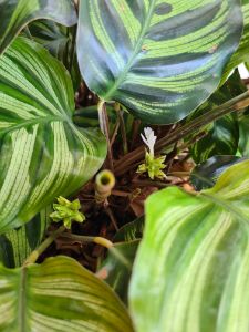 Peacock Plant Calathea Makoyana 4