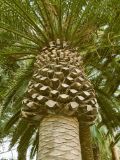 9. Phoenix canariensis (Palm tree)