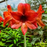 18. Amaryllis Rood (Hippeastrum)