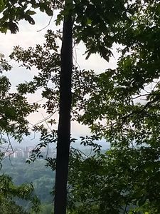 Tall Trees In A Forest