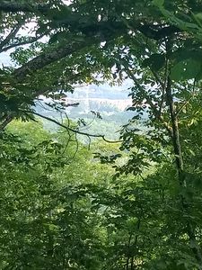 Trees and View
