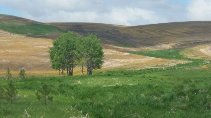 The Palouse - Out-of-the-Blue Fairy