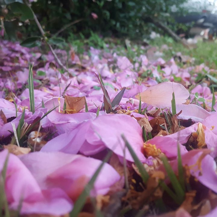 Petals Peyton's Mind Photography, Flowers, Plants, & Trees, Flowers