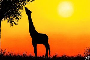 Savannah | Sunset | Giraffe