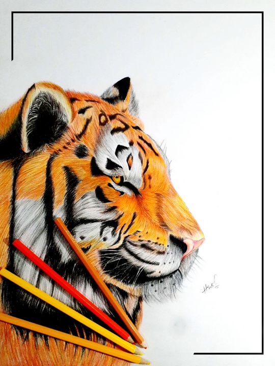 A tiger - Sketch room