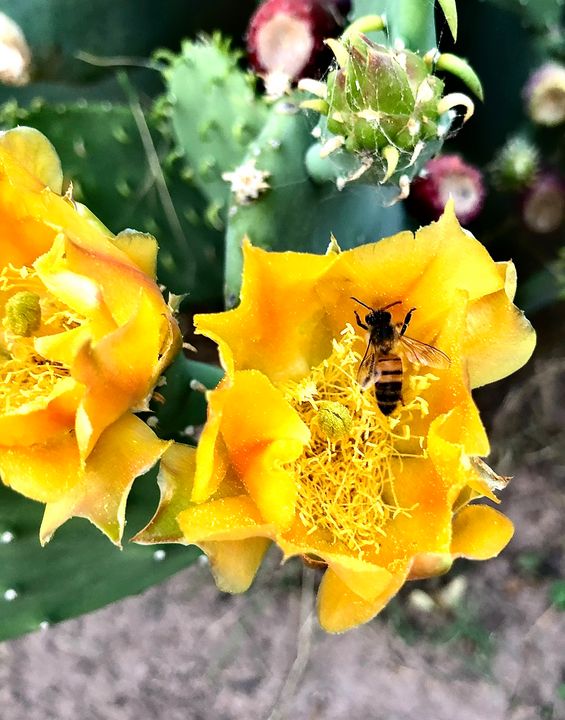 Bathing In Pollen CrazeArtisan Photography, Flowers, Plants