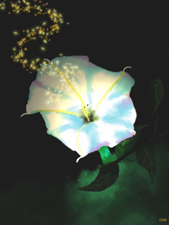 Blooming Moonflower - Cygnus