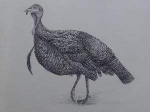 Wild Turkey - Pointillism Art by Judy - Drawings & Illustration, Animals,  Birds, & Fish, Birds, Turkeys - ArtPal