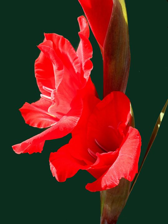 Gladiolus - Brian Aldridge