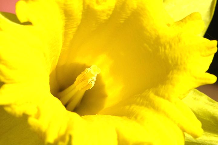 Daffodil - Brian Aldridge