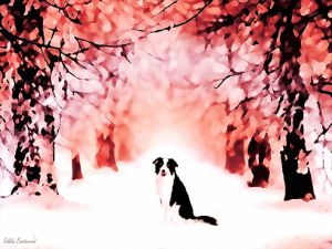 Beautiful Border Collie