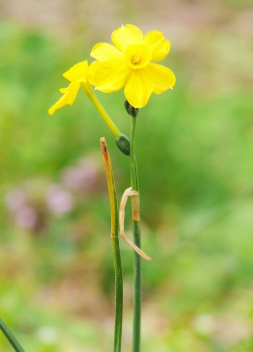 Yellow Wildflowers - Maria Popescu - Photography, Flowers, Plants ...