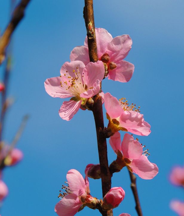 pink and blue - Maria Popescu - Photography, Flowers, Plants, & Trees ...
