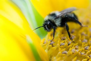 Bee on Flower