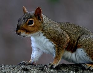 Grey squirrel, Sciurus carolinensis