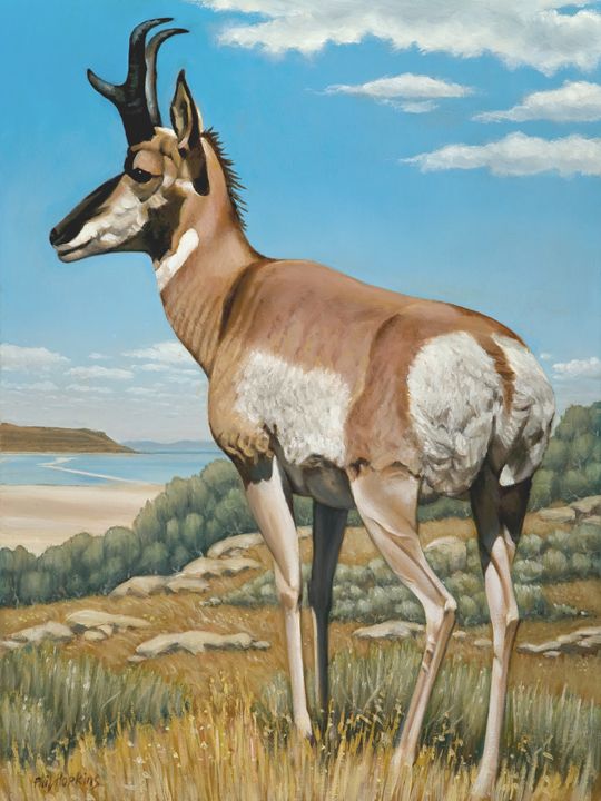 Pronghorn Antelope - philhopkinsfineart - Paintings &amp; Prints, Animals ...