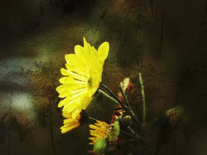 Jealousy? No, it's vintage flowers - BranaghBel Art - Photography ...