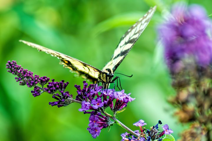 Butterfly Shot 3 - Sean Toler Photo