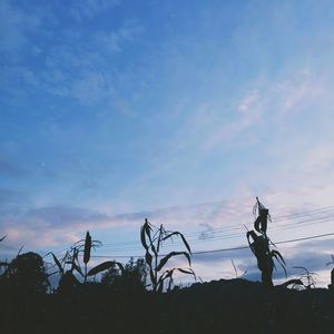 Above the corn field