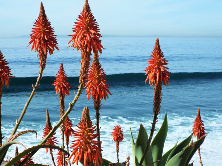 Laguna Beach Flowers - James Shepard Arts