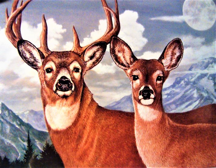 Whitetail Deer - James Shepard Arts