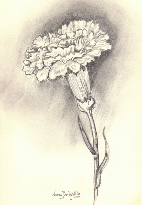 Carnation flower sketch drawin