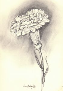 Carnation Drawing