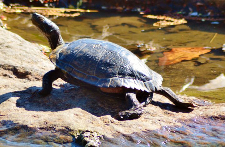 No Hurdle for the Turtle - Sun Daze - Photography, Animals, Birds ...