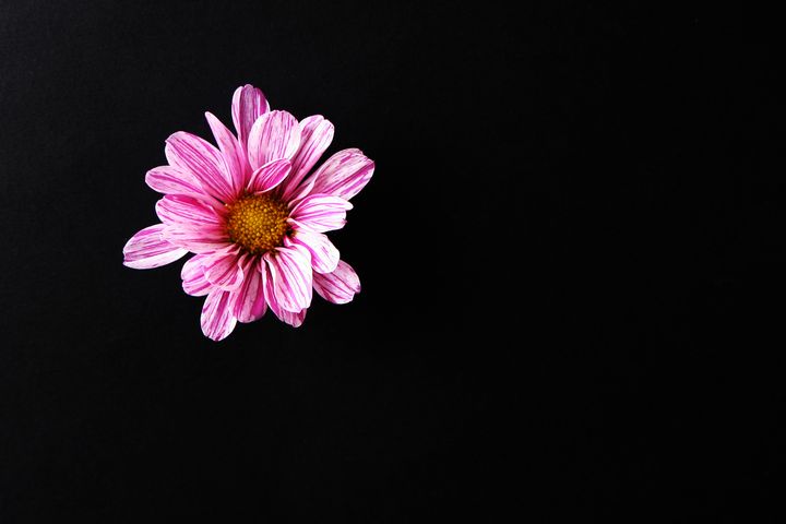 Chrysanthemum Flower - Alan Harman Photography