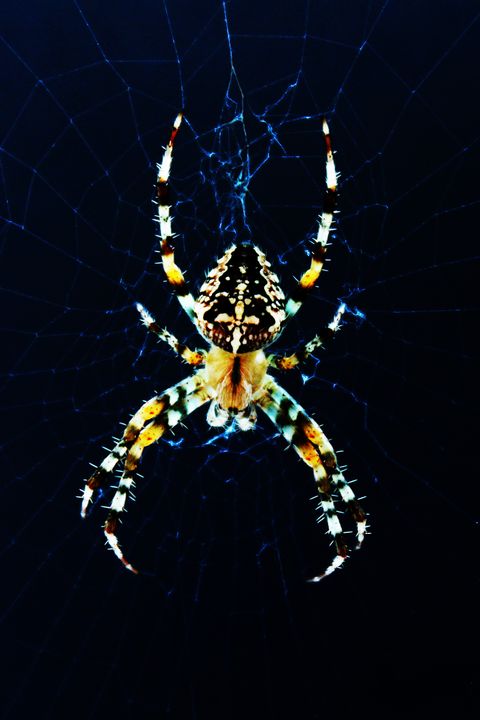 European Garden Spider - Alan Harman Photography