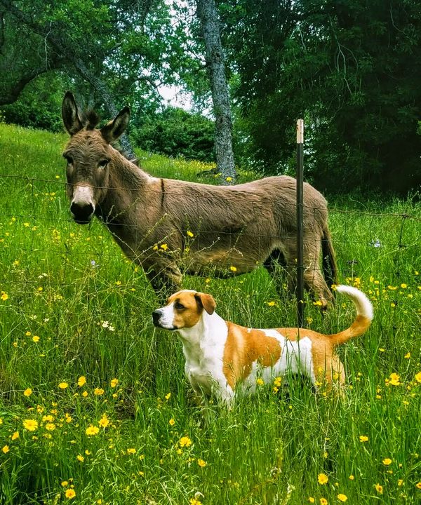 Donkey and Dog - Carla's Corner