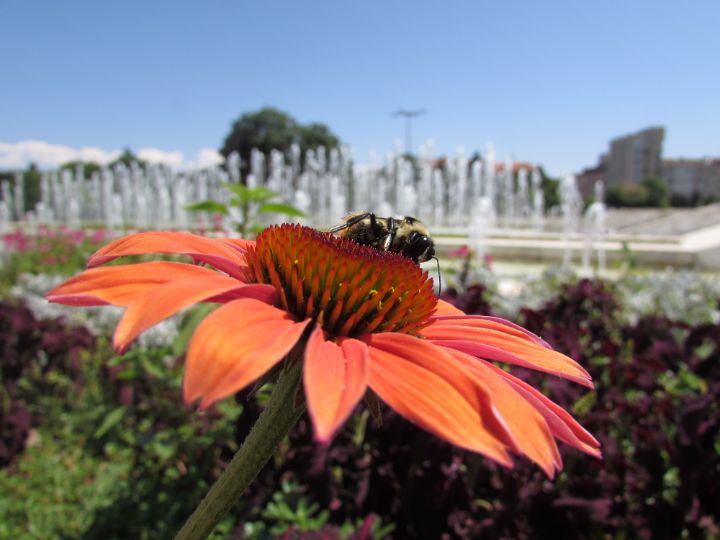flower-and-a-bee-vanya-s-arts-photography-animals-birds-fish