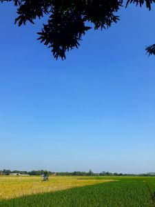 Rice Field