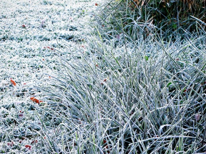 Frost on the Grass - Galleria Straordinaria
