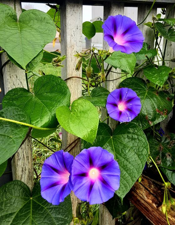 Morning Glory - Galleria Straordinaria - Photography, Flowers, Plants ...