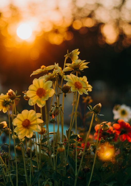 flowers at sunet - wonderful_areas