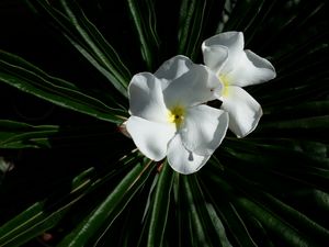 Lily - Brian Edward Gallery