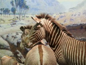 Zebra Love - Brian Edward Gallery