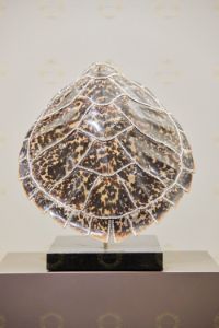 Turtle crystal