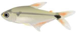 Phenacogaster jancupa