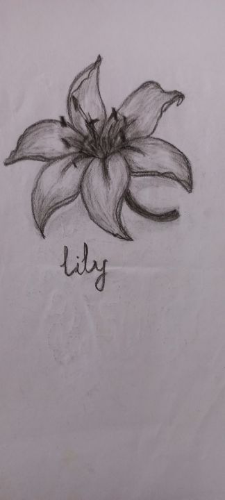 ArtStation - Lily drawing
