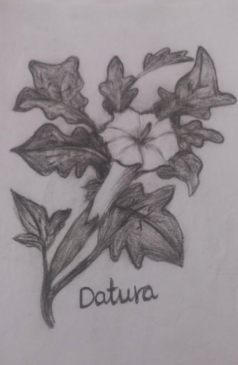 Pin by dulce carvalho art on DECOUPAGE 2 | Botanical drawings, Botanical  art, Flower art