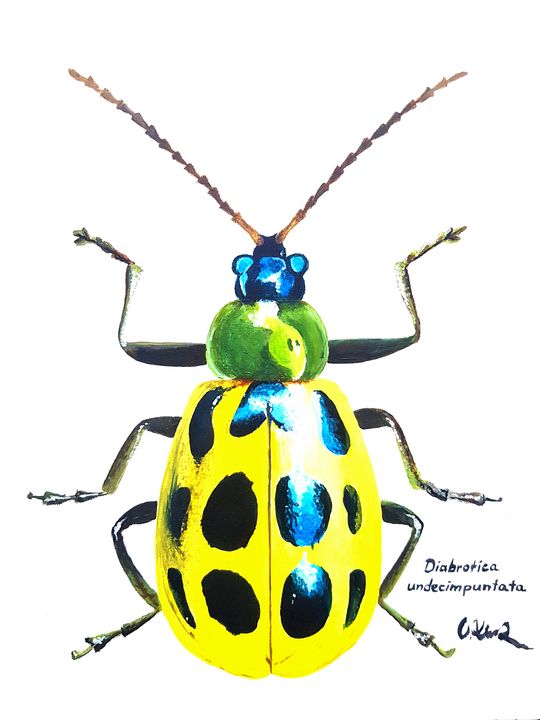 Diabrotica Undecimpuntata - Supernova Collection - Paintings & Prints ...