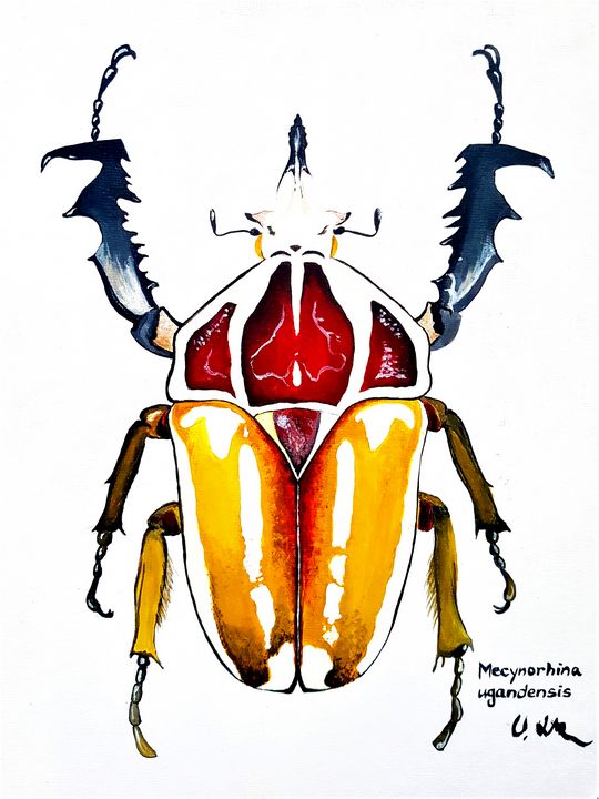 Mecynorhina Ugandensis - Supernova Collection - Paintings & Prints ...