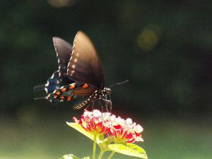Nectar