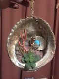 Hanging Abalone Mini Succulent Garde